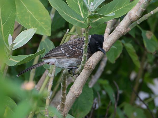<h3><a href="/trips/srilanka/biota/animalia/chordata/aves/040 passeriformes/074 pycnonotidae/pycnonotus cafer/pycnonotus cafer-nl.html">Pycnonotus&nbsp;cafer</a> / Red‑vented&nbsp;bulbul / Roodbuikbuulbuul</h3>NIKON D500 met AF-S Nikkor 80-400mm f/4.5-5.6G ED VR, 1/160 sec  bij F8.0, ISO 200, afstand 11.8&nbsp;m